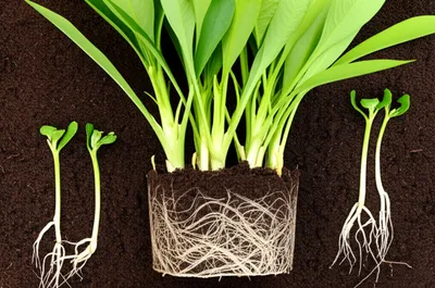 Illustration propagate - Image 1