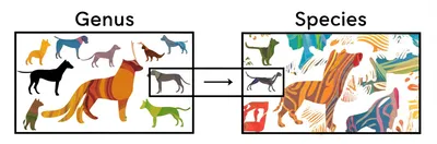 Illustration binomial - Image 1