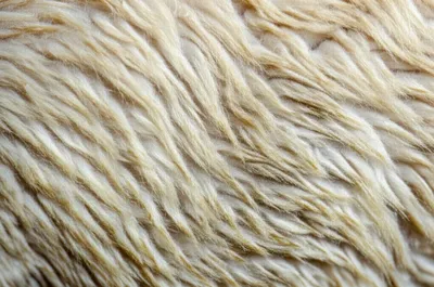 Illustration undyed - Image 1