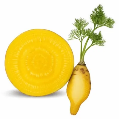 Illustration turnip - Image 1