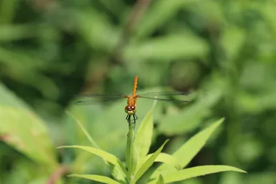 Illustration skimmer - Image 2