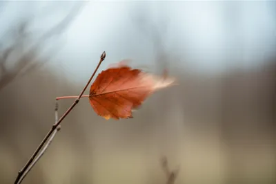 Illustration whiffle - Image 1