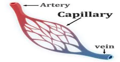 Illustration capillary - Image 2