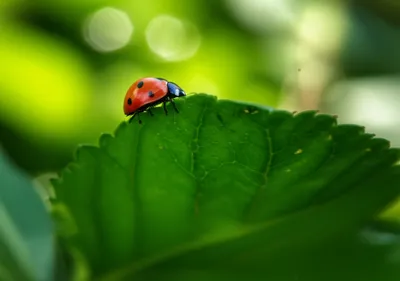 Illustration above - Image 1