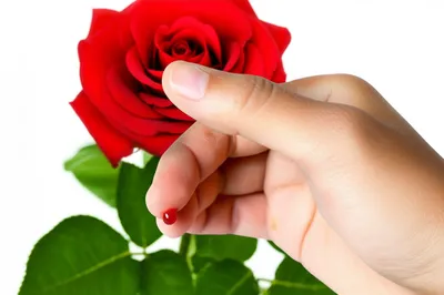 Illustration thorn - Image 1