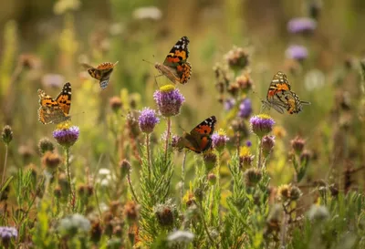 Illustration heaths - Image 1