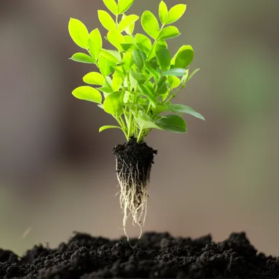 Illustration uprooting - Image 1