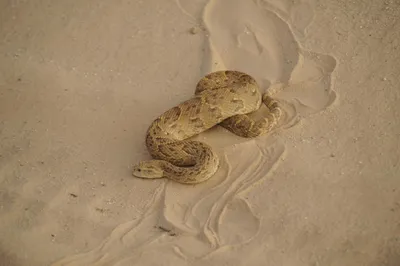 Illustration adders - Image 1