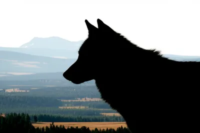 Illustration ranging - Image 1