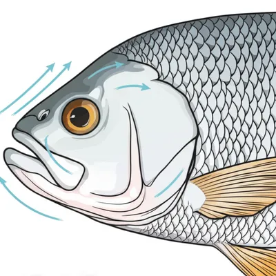 Illustration gill - Image 1