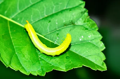 Illustration inchworm - Image 1