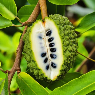 Illustration chirimoya - Image 1