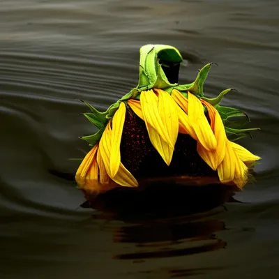 Illustration sunk - Image 1