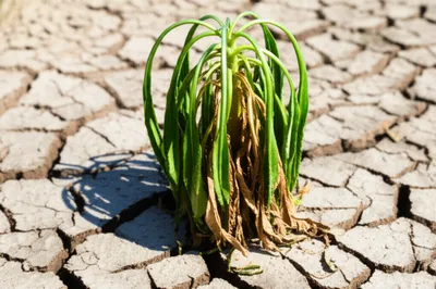 Illustration runs - Image 1