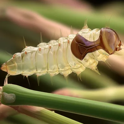 Illustration spatula - Image 1