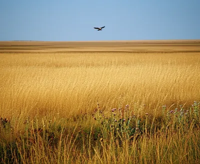 Illustration prairie