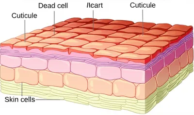 Illustration cuticle - Image 1