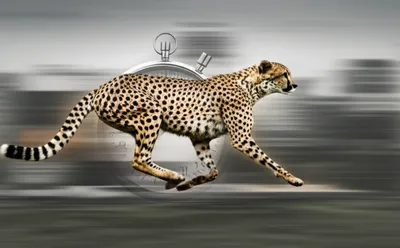 Illustration expediting - Image 1