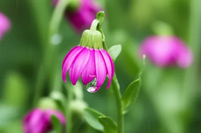 Illustration extenuating - Image 1