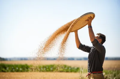 Illustration winnow - Image 1