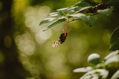 Illustration pokeweed - Image 2