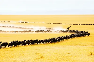 Illustration herd - Image 1