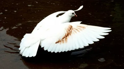 Illustration sullies - Image 1