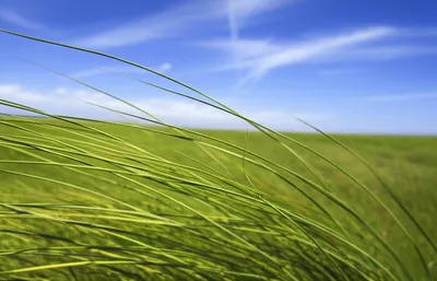 Illustration swayed - Image 1