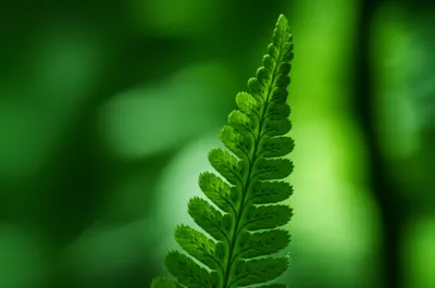 Illustration anadromous - Image 1