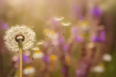 Illustration soft - Image 1