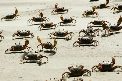 Illustration casts - Image 1