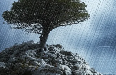 Illustration steadfast