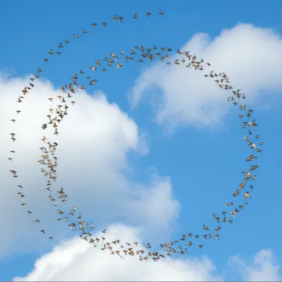 Illustration wheel - Image 1