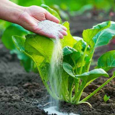 Illustration potash - Image 1