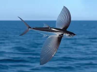 Illustration wings - Image 1