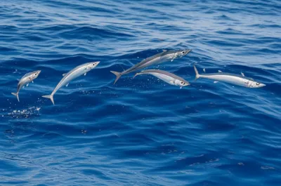 Illustration skippers - Image 1