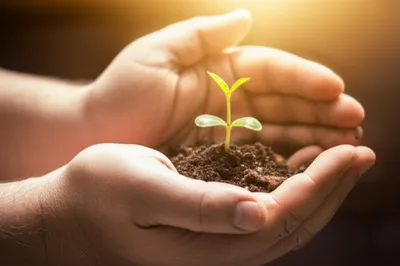 Illustration cradles - Image 1