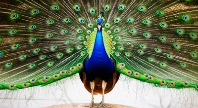 Illustration gloried - Image 1