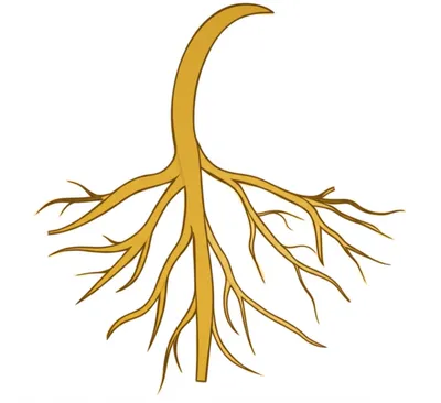 Illustration budding - Image 1