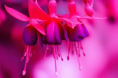 Illustration fuchsia - Image 1