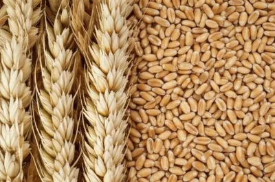 Illustration hulled - Image 1