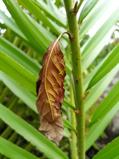 Illustration mortify - Image 1