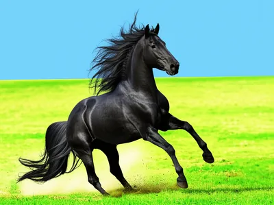 Illustration gallops - Image 1