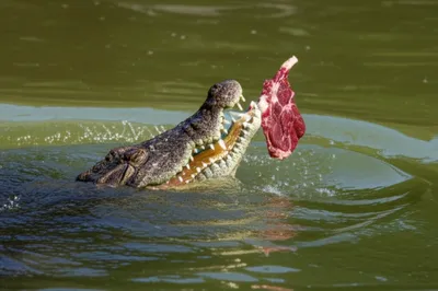 Illustration snaps - Image 1