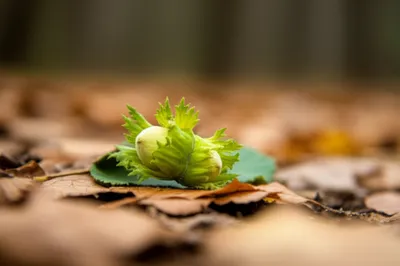 Illustration hazel - Image 1