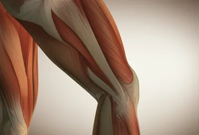 Illustration genu - Image 1