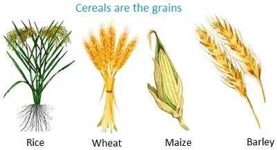 Illustration corn - Image 2