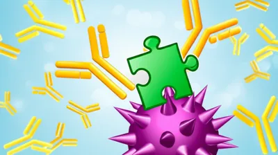 Illustration antibodies