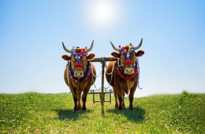 Illustration yoked - Image 1