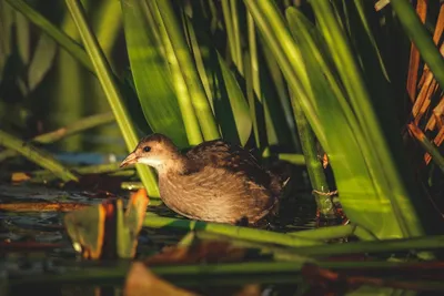 Illustration crake - Image 2